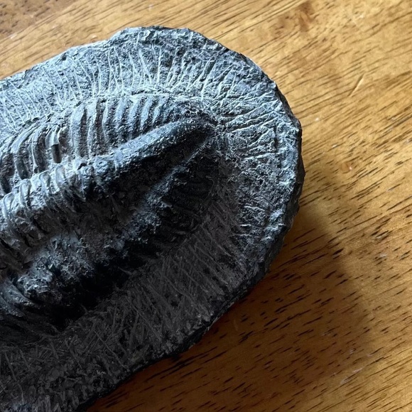 Trilobite fossil - Picture 14 of 14